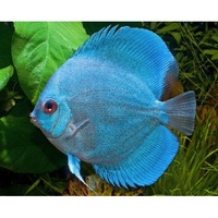 Discus Blue Diamond 7cm