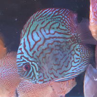 Discus Blue Turquoise 11cm