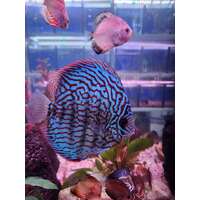 Discus Blue Turquoise 13-14cm