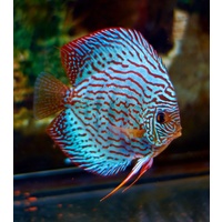 Discus Blue Turquoise 5cm