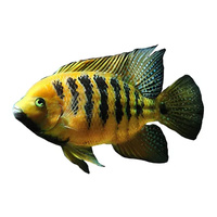 Bocourti American Cichlid 7cm