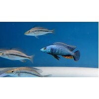 Malawi Bream Chilotilapia Rhoadesii 5cm