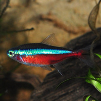 Cardinal Tetra 2-3cm