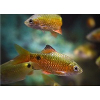 Chilli Red Rosy Barb