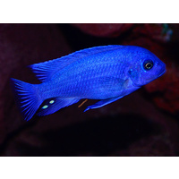 Cobalt Blue Cichlids - Metriaclima Callainos 5cm