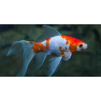 Comet Gold Fish Red and White Assorted Colors 5cm