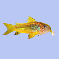 Gold neon Stripe Laser Cory-3cm