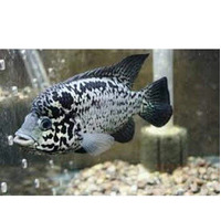 Cuban Cichlid 7cm Nandopsis tetracanthus