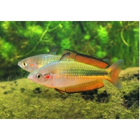Crimson Spotted Rainbowfish Neurim Creek Australian Native 4-7cms