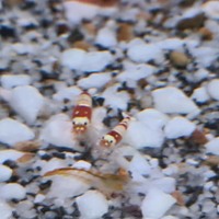 Crystal Black Shrimp