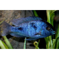 Blue Dolphin Cichlid - Cyrtocara Moorii 3.5cm