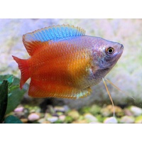 Male Dwarf Gourami 5cm