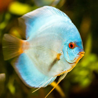 Discus Blue Diamond 9cm