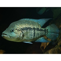 Dovii 13-15cm Wolf Cichlid Para Chromis dovii
