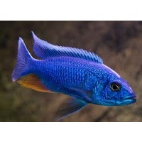 Electric Blue Cichlid - Sciaenochromis Fryeri 8cm