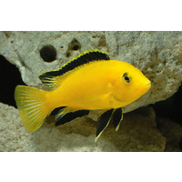 Electric Yellow Cichlid - Labidochromis Caeruleus 7-8cm