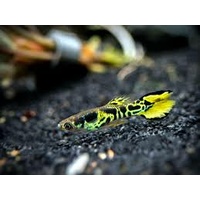 Endler Guppy Various colors