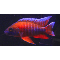 Eureka Red Firebird Peacock Cichlid - Aulonocara Jacobfreibergi Eureka Red 7-8cm