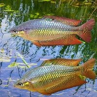 Eastern Rainbow Wallaby Creek Fish Australian Native 5cm