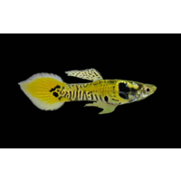 Endlers Males *10 Pack*