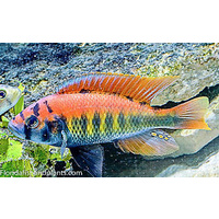 Flameback Cichlid - Haplochromis Flameback  5cm