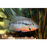 Firemouth Cichlid -American 4cm