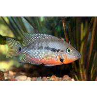 Firemouth Cichlid -American 10cm