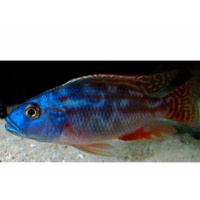 Fusco Cichlid - Nimbochromis Fuscotaeniatus 3.5cm