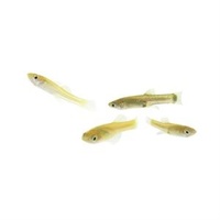 Feeder Fish 2-3cm varous type rosy barb molly