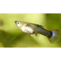 Female Guppy 4cm