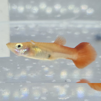 Female Koi Guppy 4cm
