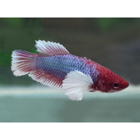 Female Dumbo Elephant Ear Siamese Betta Fish 6cm