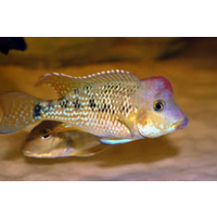 Geophagus 'Red hump head' Steindachneri Cichlid earth eater -American 4cm