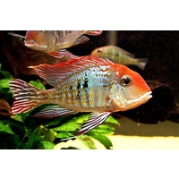 Geophagus Orang/Red Head Cichlid -American 5cm