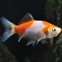 Comet GoldFish Red and White 7cm Assorted Colors