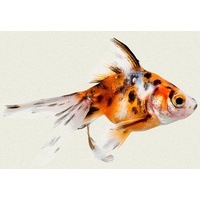 Calico Fan Tail Gold Fish 5cm