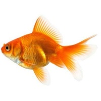 Red Fan Tail Gold Fish 9cm Assorted