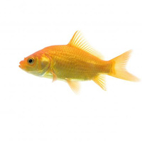 Golden Comet GoldFish 7cm