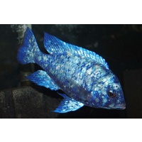 Gissel Cichlid - Placidochromis Phenochilus Gissel 5cm