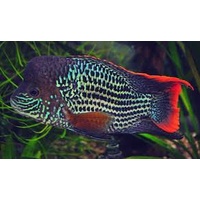 Green Terror Cichlid 5cm American Cichlid