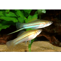 Green Swordtail 4.5cm