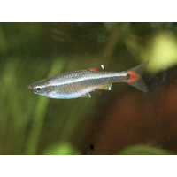 Gold White Cloud Mountain Minnow 2.5cm