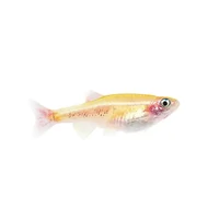 Gold White Cloud Mountain Minnow 2.5cm