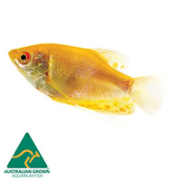 Golden Gourami 5cm