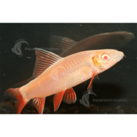 Golden Shark 4cm -Epalzeorhynchos bicolor