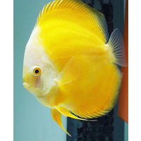 Discus Golden Yellow 9cm