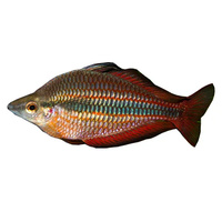 Goyder Rainbow Fish 5cm Australian Native