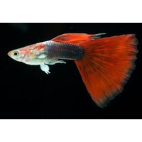 Assorted Male Guppies