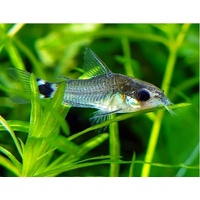 Hastatus Dwarf Cory -Corydoras hastatus 1cm