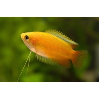 Dwarf Honey Gourami 3.5cm